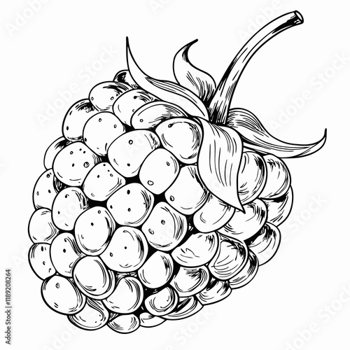 Single raspberry close-up, black and white illustration