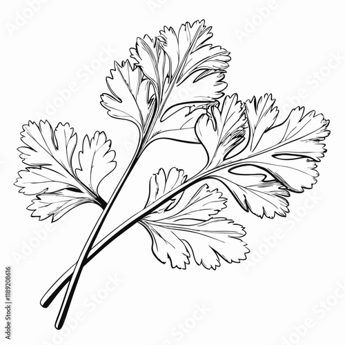 Fresh cilantro sprigs, black and white illustration