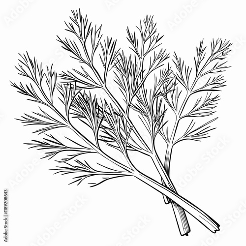 Dill sprigs in black and white hand-drawn illustration