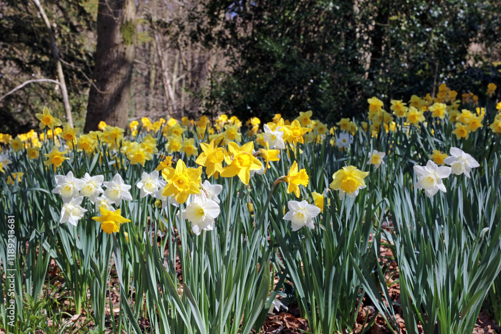 Fototapeta premium Closeup of a patch of Wild Daffodils, Derbyshire England