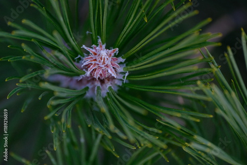 Close-Up of Pine Tree Growth Tip with Needles Radiating