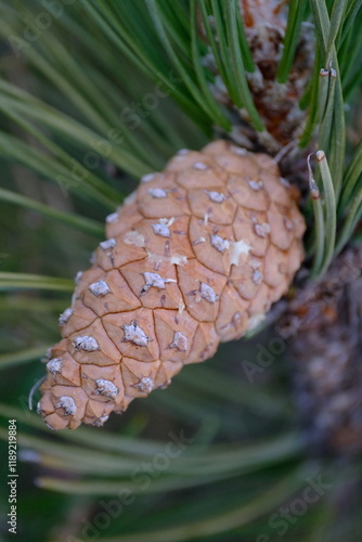 Close-Up of a Pine Cone on a Pine Tree Branch