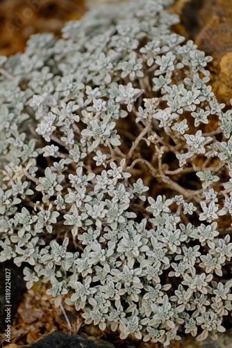a macro view of a small-leaved plant growing beside a rock. The silvery tones of the plant and the yellowish-brown texture of the rock showcase the contrasting yet harmonious colors of nature.