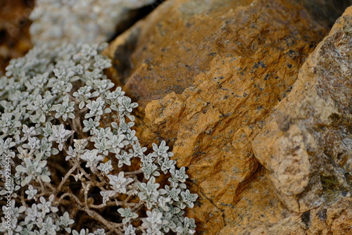 a macro view of a small-leaved plant growing beside a rock. The silvery tones of the plant and the yellowish-brown texture of the rock showcase the contrasting yet harmonious colors of nature.