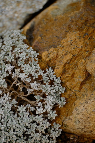 a macro view of a small-leaved plant growing beside a rock. The silvery tones of the plant and the yellowish-brown texture of the rock showcase the contrasting yet harmonious colors of nature.