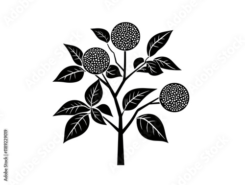 Osage Orange tree silhouette vector illustration photo