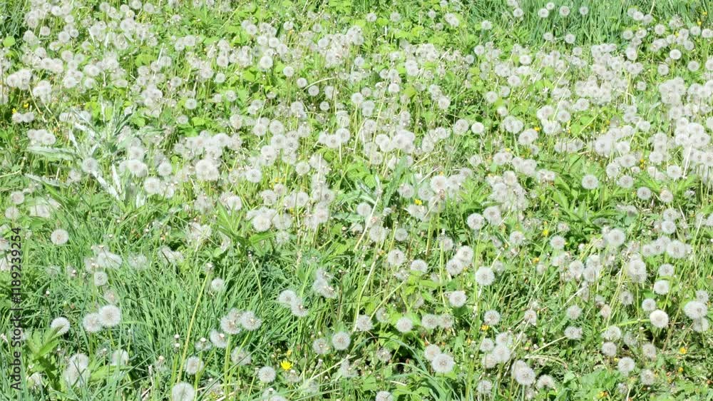 green meadow with fluffy dandelions 4k video green meadow with fluffy dandelions 4k video
