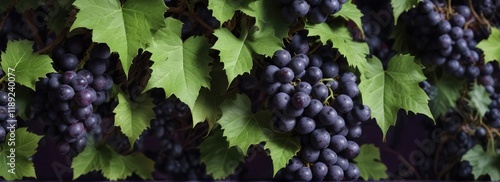 Lush green leaves with intricate veins against a rich purple background of black grapes , fruit, nature, macro photography