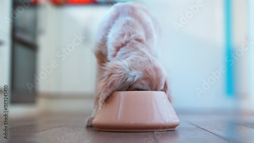 Pet Golden Retriever Puppy Running Into Room And Eating Food From Bowl At Home In Slow Motion