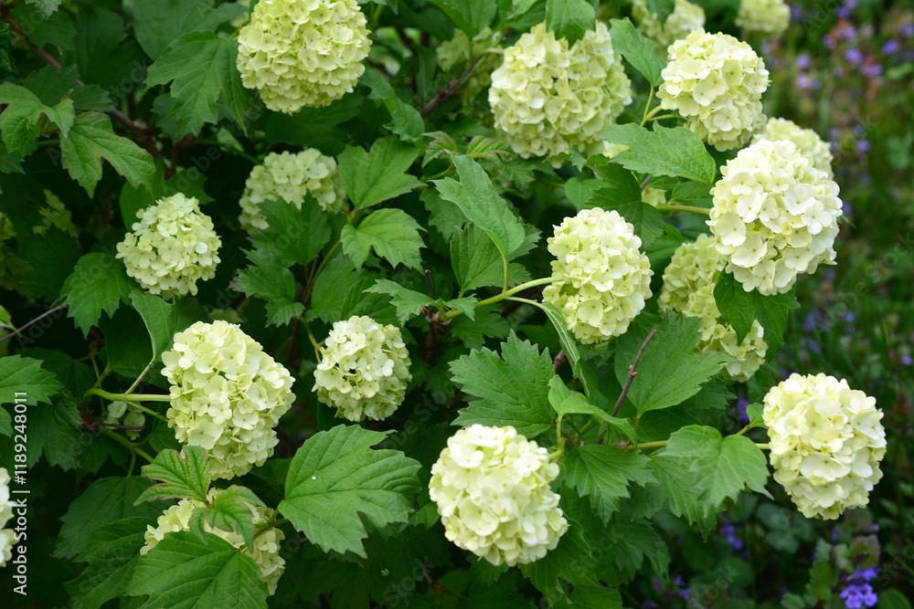 a hydrangea bush with green leaves and white flowers summer background a hydrangea bush with green leaves and white flowers summer background