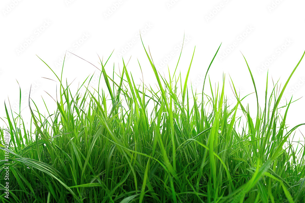Lush spring green grass with fresh blades, showcasing vibrant color and natural texture. Lush spring green grass with fresh blades, showcasing vibrant color and natural texture.