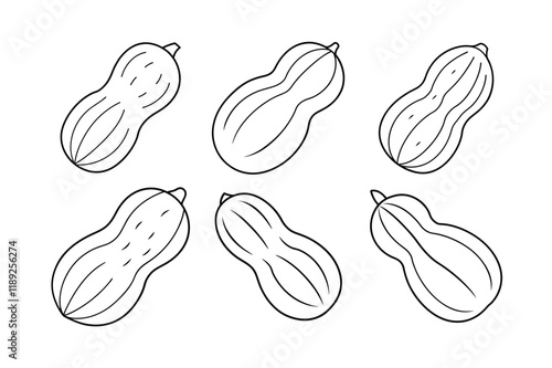 Peanuts (Arachis hypogaea) design, labeled line art vector illustration