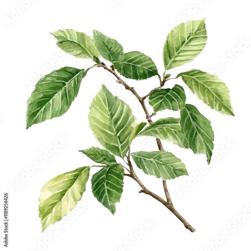 A watercolor vector painting of a Slippery Elm, isolated on a white background. Slippery Elm vector.

