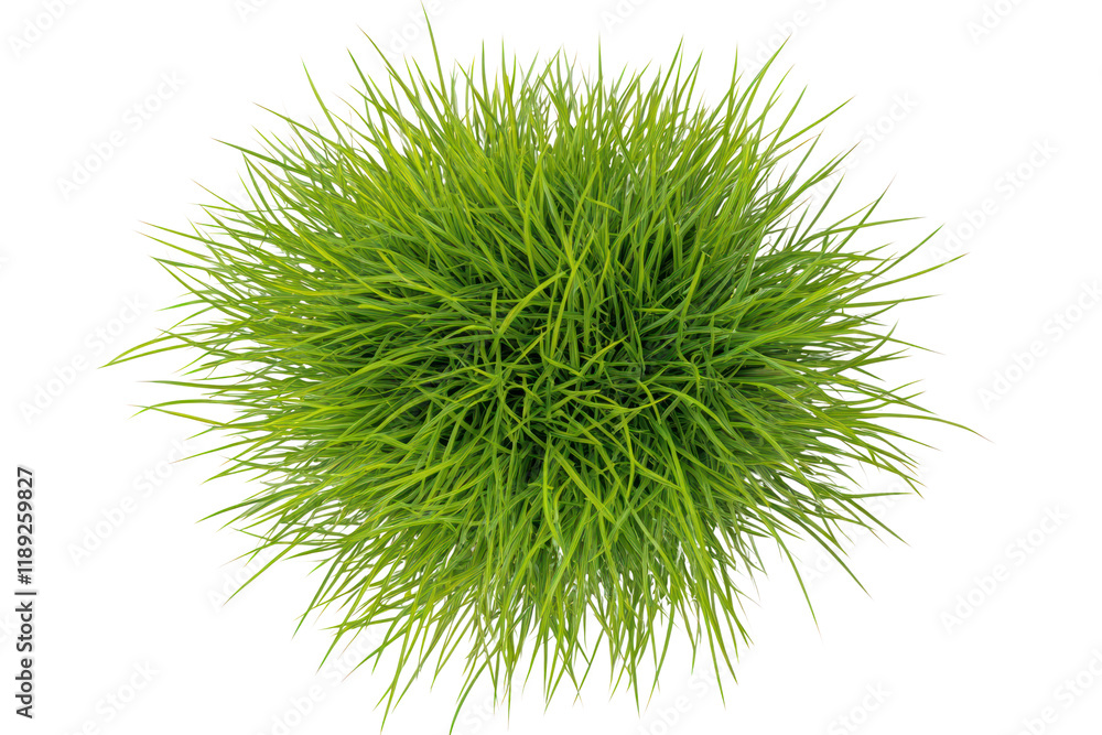 Top view of vibrant spring green grass, with fine details of individual blades clearly visible.