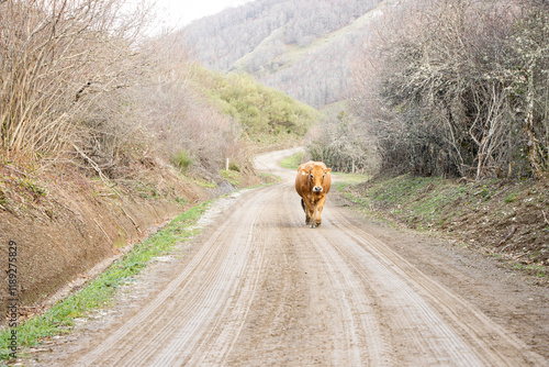 cow walking in Riaño and Mampodre Mountain Regional Park photo