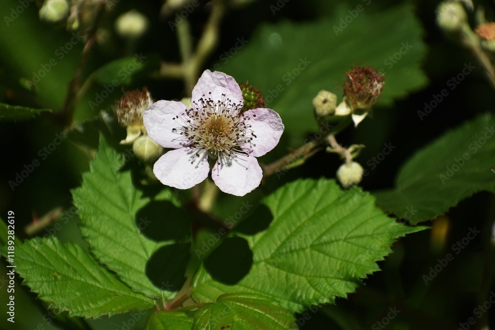 Branches with flowers and unripe fruits of Himalayan Blackberry or Rubus Armeniacus. Branches with flowers and unripe fruits of Himalayan Blackberry or Rubus Armeniacus.
