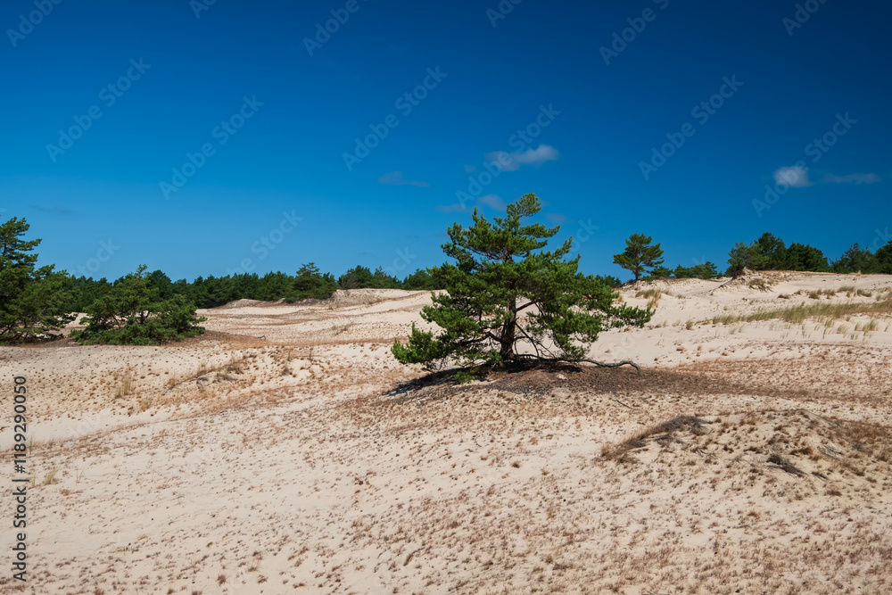 Fototapeta premium Słowiński Park Narodowy, Poland, Baltic sea