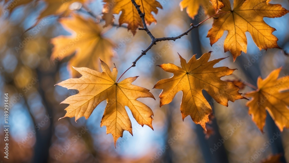 Vibrant oak leaf glowing in autumn light Vibrant oak leaf glowing in autumn light