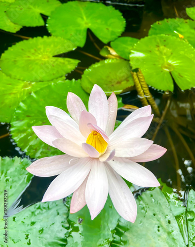 white water lily