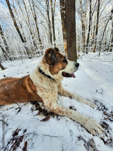Central Asian Shepherd Dog, beautiful young Alabai on a walk in a snowy forest, dog in snow