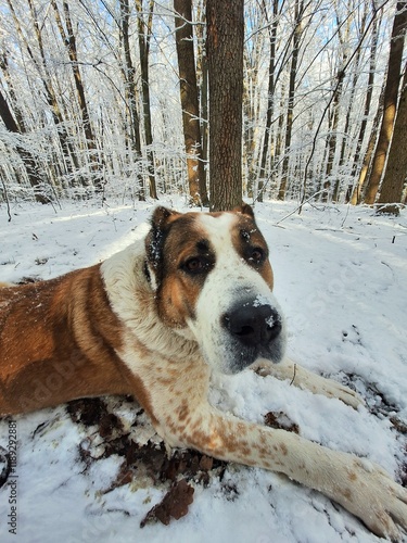 Central Asian Shepherd Dog, beautiful young Alabai on a walk in a snowy forest