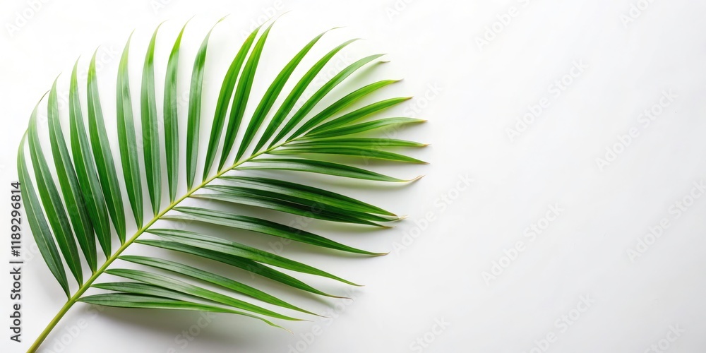 Fototapeta premium Crisp, high-resolution PNG: a single palm leaf on white. Ideal for tropical designs; digital download with clipping path.