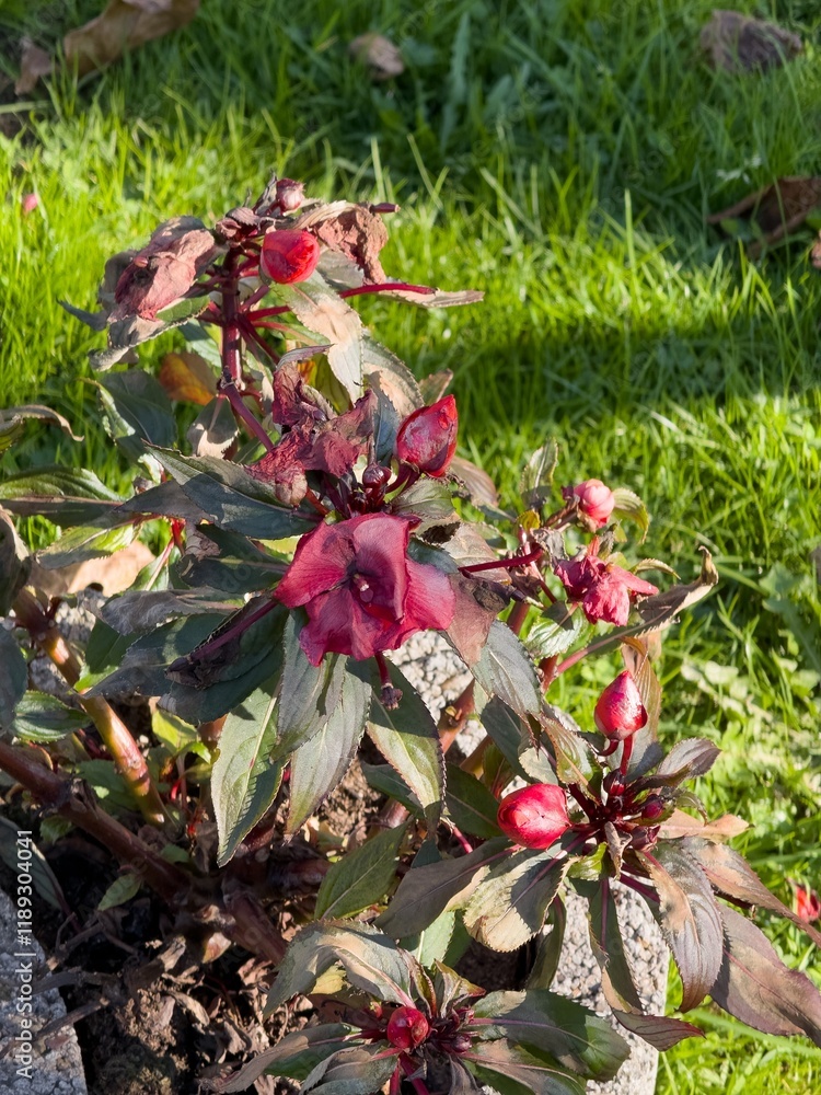 Red New Guinea impatiens (Impatiens hawkeri) flower in garden in autumn