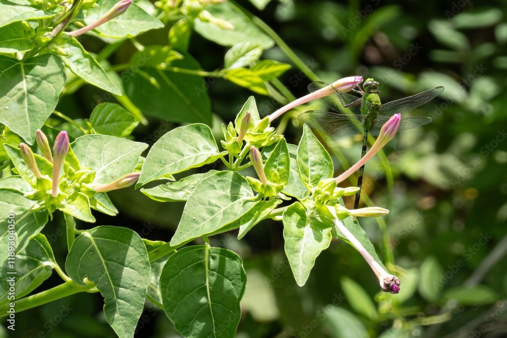 Marvel of Peru flower (mirabilis jalapa) with Eastern Pondhawk (Erythemis simplicicollis) dragonfly