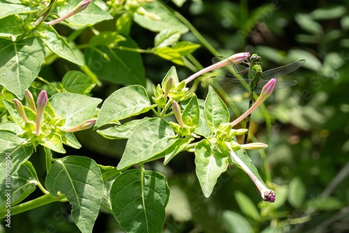 Obraz na płótnie Marvel of Peru flower (mirabilis jalapa) with Eastern Pondhawk (Erythemis simplicicollis) dragonfly w salonie