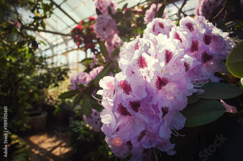 Branch with pink rhododendron flowers in the sun close-up. Blooming rhododendron in a botanical garden.