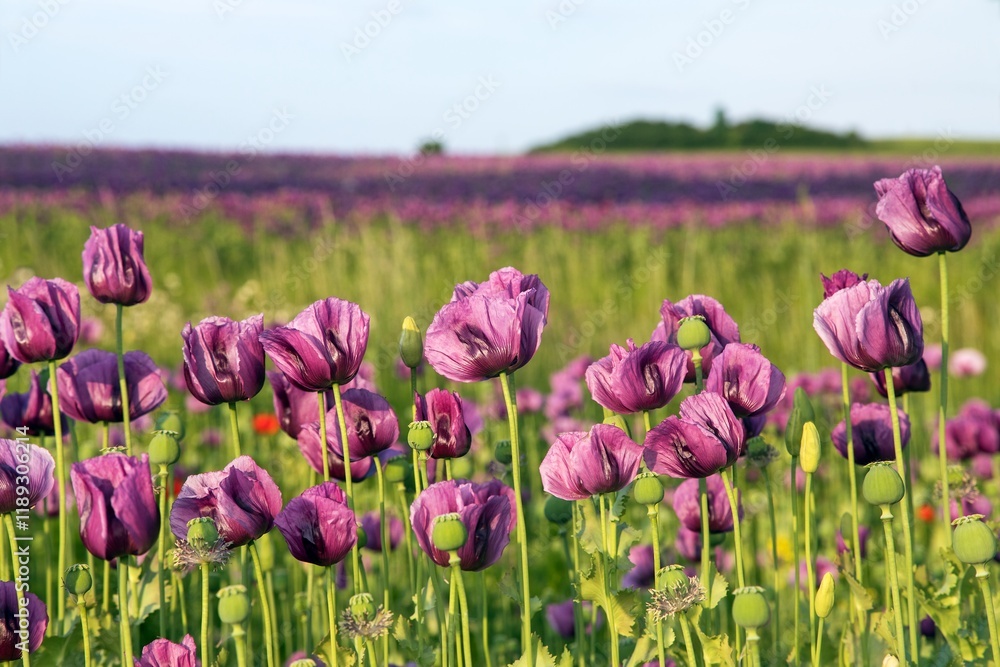 Flowering opium poppy field, papaver somniferum Flowering opium poppy field, papaver somniferum