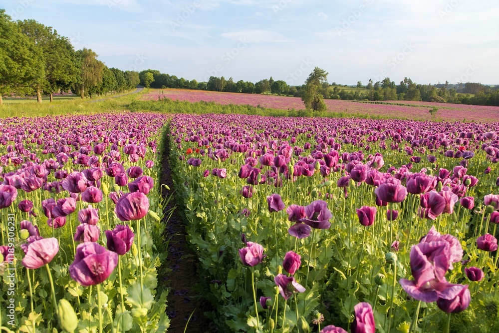Flowering opium poppy field, papaver somniferum Flowering opium poppy field, papaver somniferum