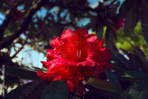 Branch with red rhododendron flowers close-up. Blooming rhododendron in a botanical garden.