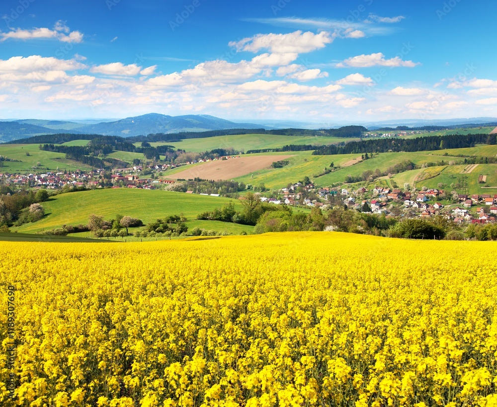 rapeseed field canola or colza Brassica napus field rapeseed field canola or colza Brassica napus field