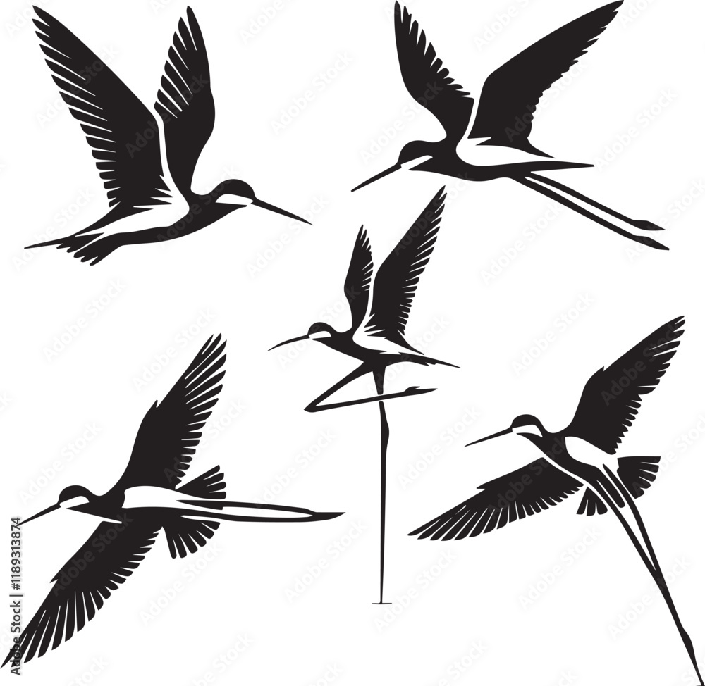 Obraz premium black nacked stilt flying poses, lack and white stilt illustration, stilt silhouette vector, shorebird in flight, black-necked stilt in motion
