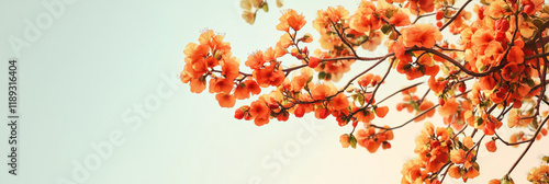 Vibrant orange blossoms against soft pastel sky