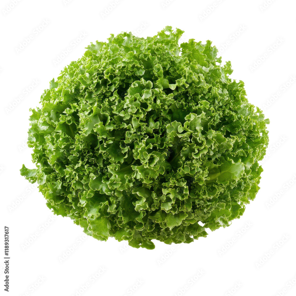 Fresh Green Leaf Lettuce Ready to Eat,Crisp and Vibrant, Healthy and Nutritious Vegetable Fresh Green Leaf Lettuce Ready to Eat,Crisp and Vibrant, Healthy and Nutritious Vegetable