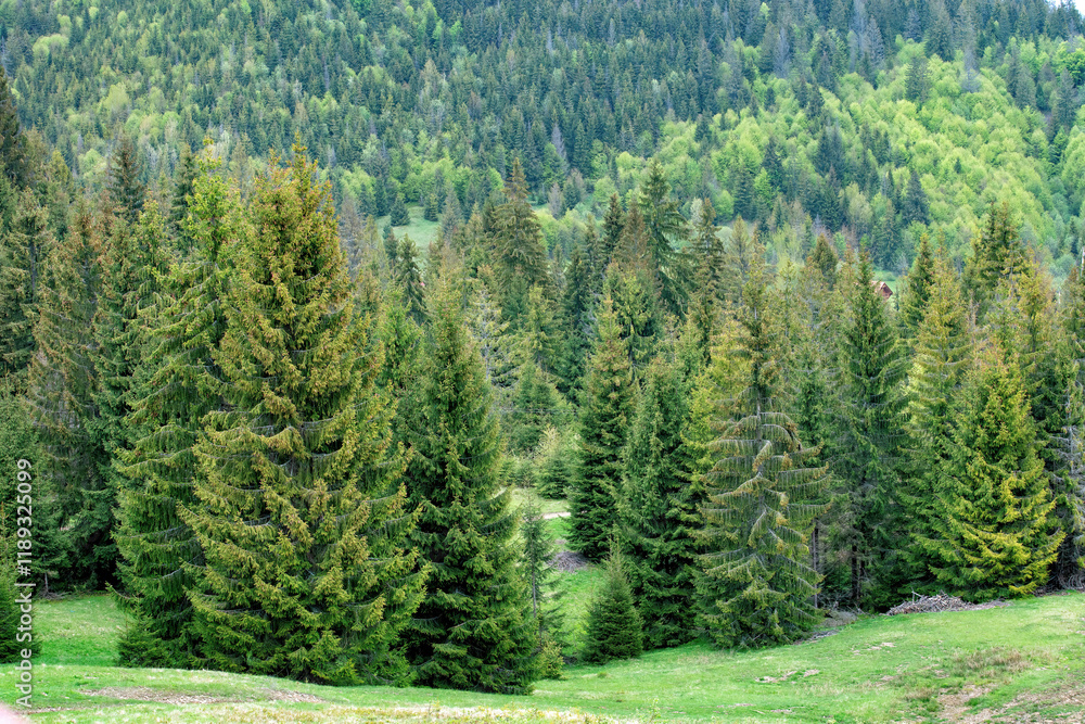 Lush green forest landscape showcasing vibrant trees and nature's tranquility in spring