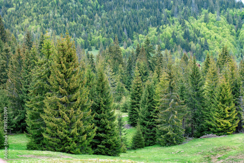 Lush green forest landscape showcasing vibrant trees and nature's tranquility in spring