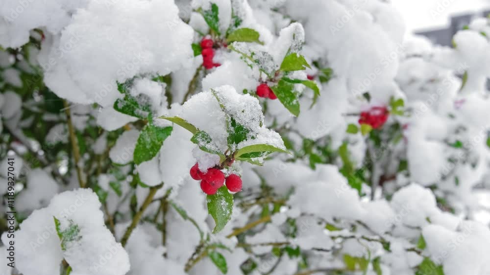 Ripe Red Berries of Ornamental Garden Ilex Holly Shrub Covered in Fresh White Snow on Winter Ripe Red Berries of Ornamental Garden Ilex Holly Shrub Covered in Fresh White Snow on Winter
