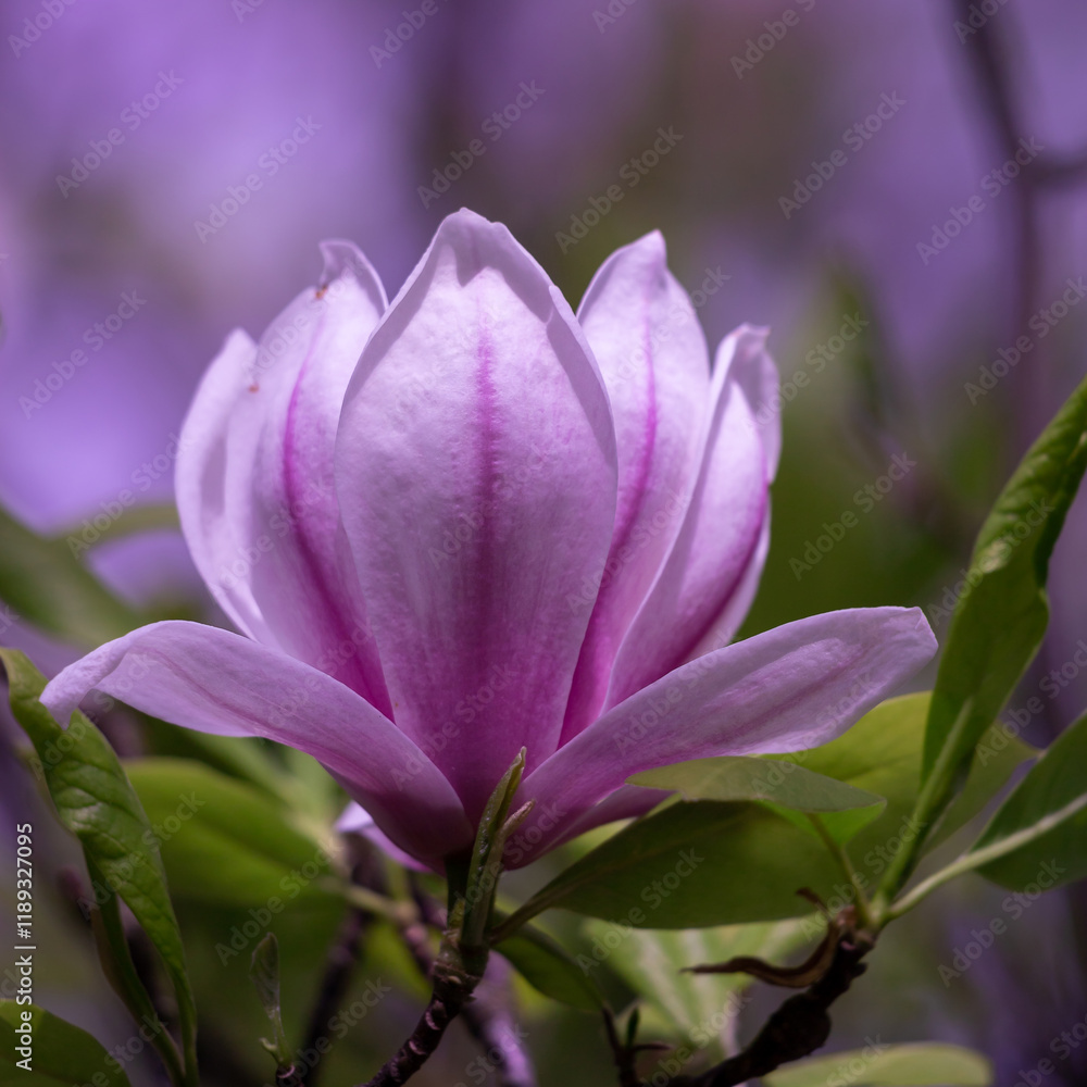 A close-up photo of a pink tulip-shaped magnolia flower. A close-up photo of a pink tulip-shaped magnolia flower.
