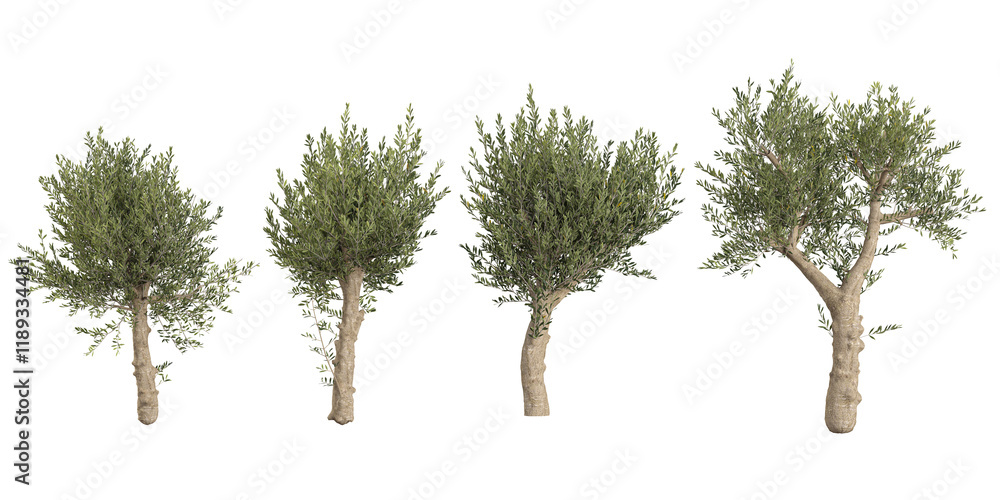 Fototapeta premium Olea Trees collection with realistic style