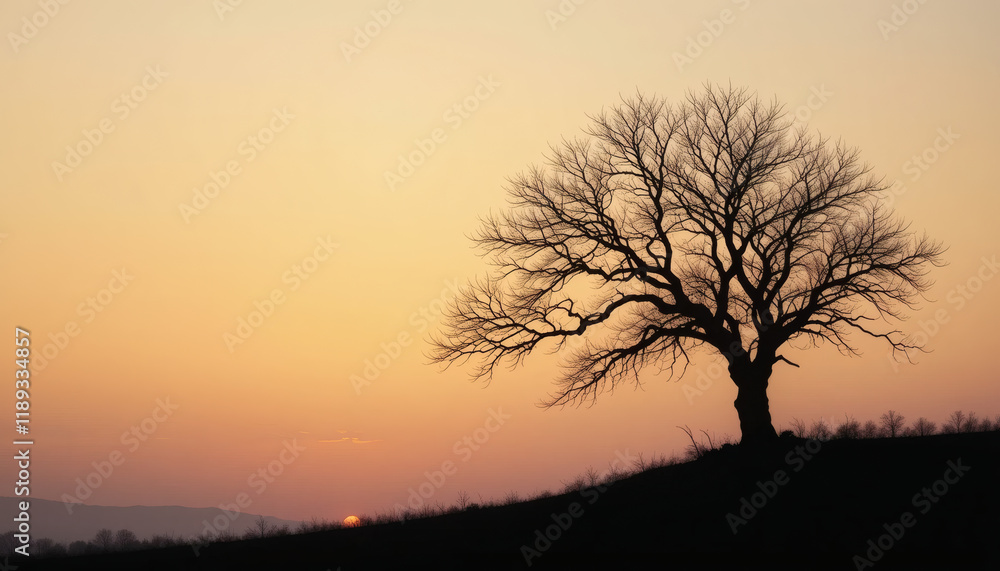 Silhouette of a Leafless Tree Against a Vibrant Sunset Sky Silhouette of a Leafless Tree Against a Vibrant Sunset Sky