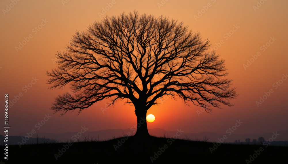 Silhouette of a Leafless Tree Against a Vibrant Sunset Silhouette of a Leafless Tree Against a Vibrant Sunset