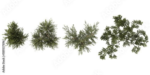 Top view of Olea Trees isolated on white background photo