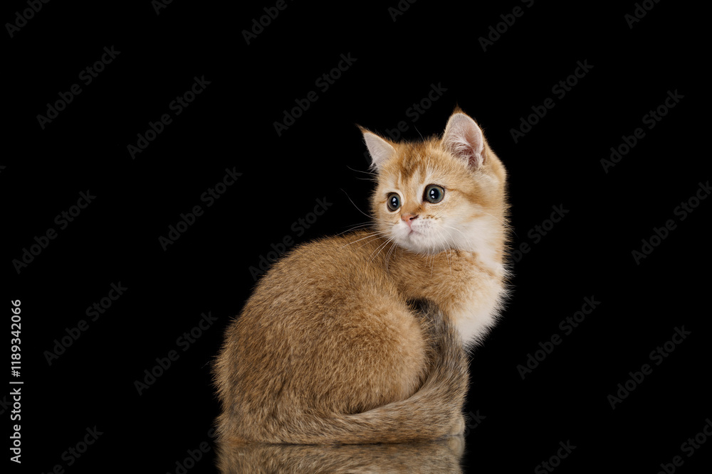 A golden kitten sits with a gentle gaze against a plain black background. The serene and minimalistic setup highlights the kitten composed posture and fluffy fur. A golden kitten sits with a gentle gaze against a plain black background. The serene and minimalistic setup highlights the kitten composed posture and fluffy fur.