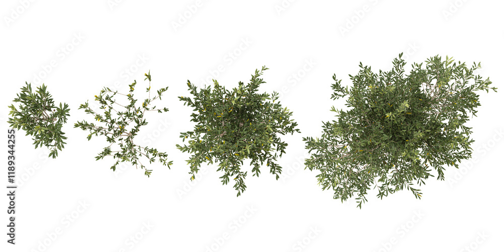 Olea Trees isolated on white background from the top view Olea Trees isolated on white background from the top view