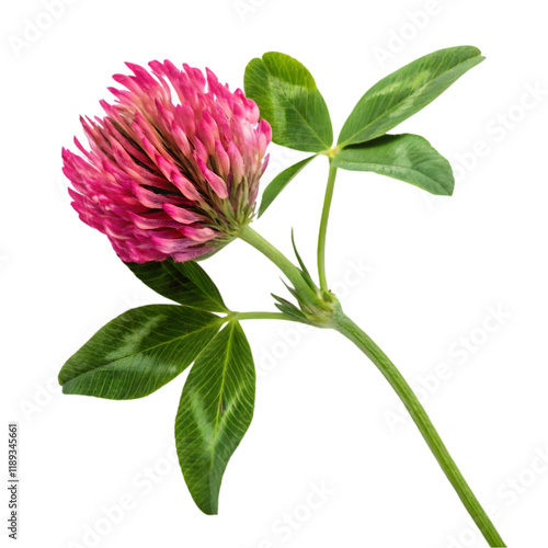 red clover flower on transparent background
