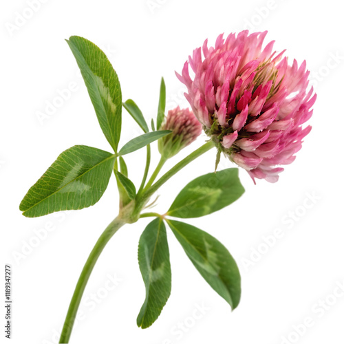 red clover flower on transparent background
