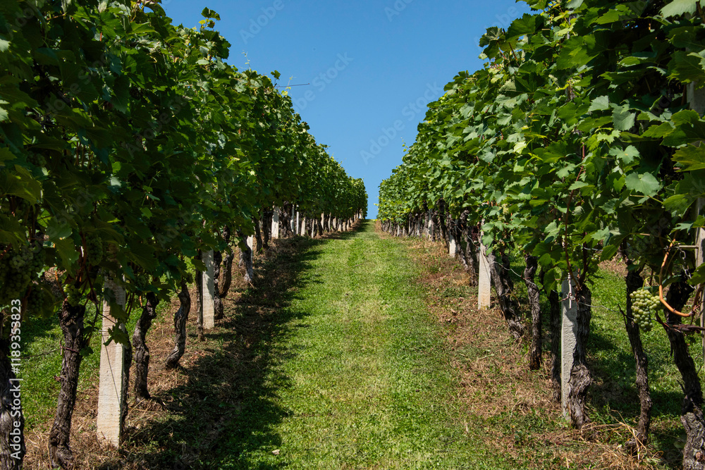 Naklejka premium Winorośle w równych rzędach na winnicy w słoneczny dzień z błękitnym niebem w tle